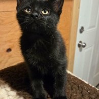 Peaky Blinders and Church Kittens