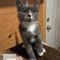 Peaky Blinders and Church Kittens